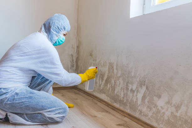 Licensed Black Mold Removal service in Sayville, NY - WQB Mold Removal
