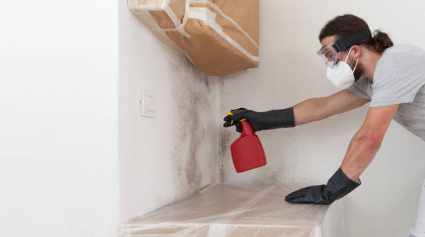 Professional Black Mold Removal technician working in Sayville, NY
