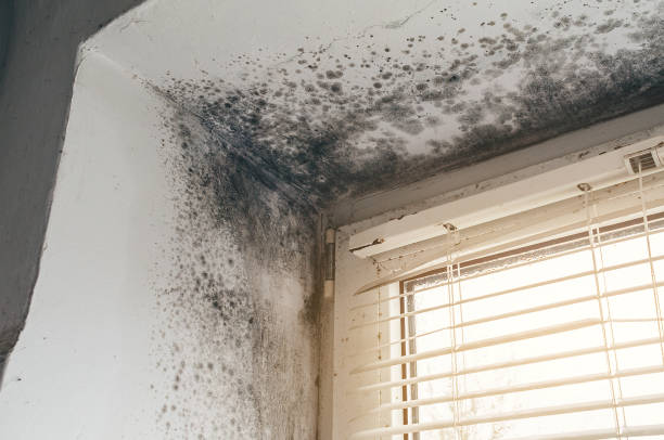Affordable Black Mold Removal solutions in Sayville, NY